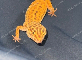 Leopard gecko for sale
