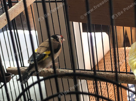 Female goldfinch young bird