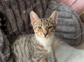 Bengal boy
