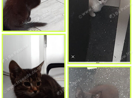Kittens for sale