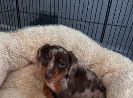 1 beautiful girl left