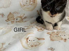 kittens