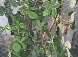 Giant stick insect eggs