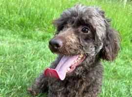 Beautiful curly chocolate poodle