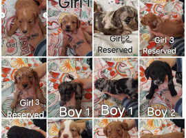 Cockapoo Puppies