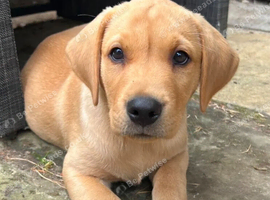 Chunky Dark Blonde Labrador Pup Wanted