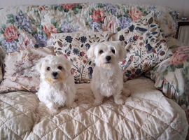 Maltese puppyl