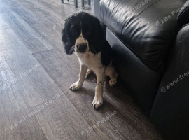 Sprocker for sale