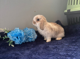 Beautiful mini lop babes