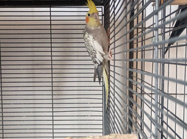 Pearl cockatiel