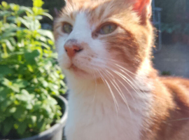 Lost cat