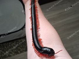 Red Leg Titan Millipede