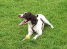 Ruby the springer spaniel
