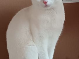 Cat Need to rehoming