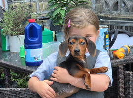 Mini merle daschund