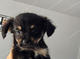 Adorable fluffy chihuahua