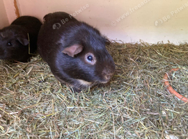 Baby Guinea pigs boars and 1 sow