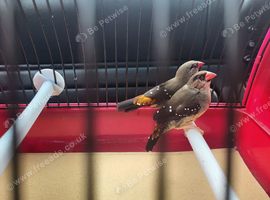 Male strawberry finch.