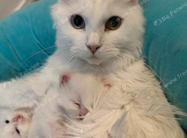 2 x Maine coon kittens