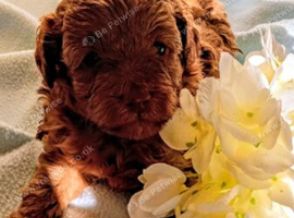 Outstanding quality maltipoo .