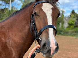 4 year old Welsh Section d mare
