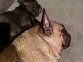 Kc Registered Blue French bulldog fluffy carrier