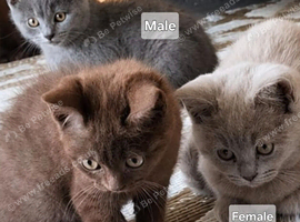 Lilac and blue bsh kittens ready now