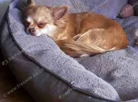Long Hair chihuahua