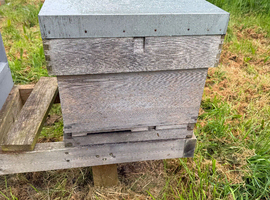 Honey bee