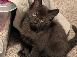 8 weeks old kittens