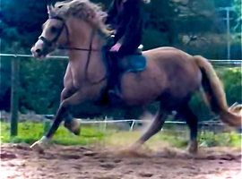 Stunning palomino mare