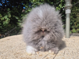 Stunning Teddydwerg babies- imported parents