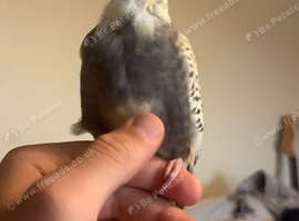 Baby cockatiel