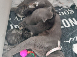 Kittens