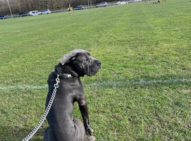 Cane corso puppy 7 months old