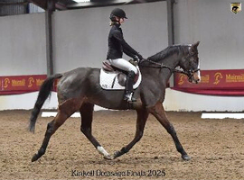 Allrounder gelding