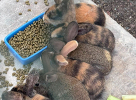 Beautiful baby bunnies
