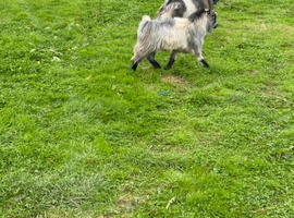 2 billy goats