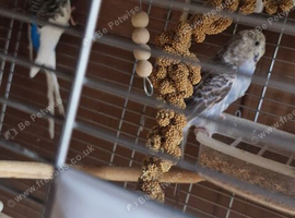 Blue Budgie Pair with 6 Eggs