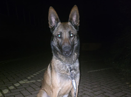 MALI DOG FOR SELL
