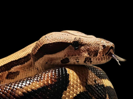 Jungle Khan Boa Constrictor - female