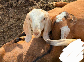 2x Pure bred Anglo Nubian Entire Males