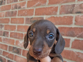 Mini Dachshund Puppies