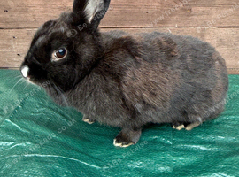 Female rabbit for sale in Partington