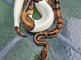 Royal pythons for sale