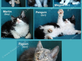 Lovely kittens looking for new homes! Kent (Near Canterbury) &pound;30 / &pound;50