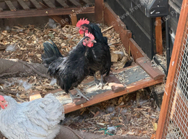 Young serama cockerel needs new home