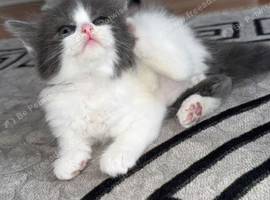8 weeks kitten ready to go