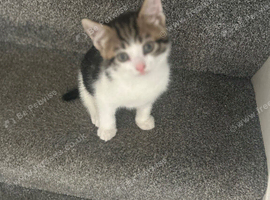 10 week old kittens ready for rehoming today
