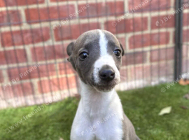 Whippet puppys